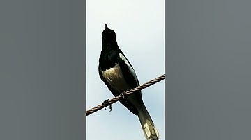 Bird Sound - Oriental Magpie Robin | দোয়েল | दयाळ | മണ്ണാത്തി