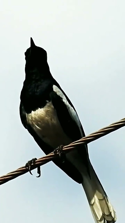 Bird Sound - Oriental Magpie Robin | দোয়েল | दयाळ | മണ്ണാത്തി