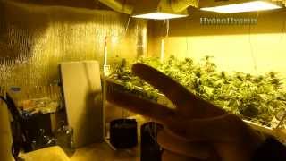 Hygro Channel Update Big Things Happening