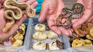 So Many Snake Babies! Its Getting Out Of Hand!