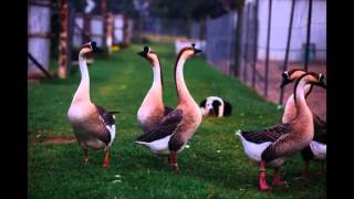 2UE Foie Gras Interview