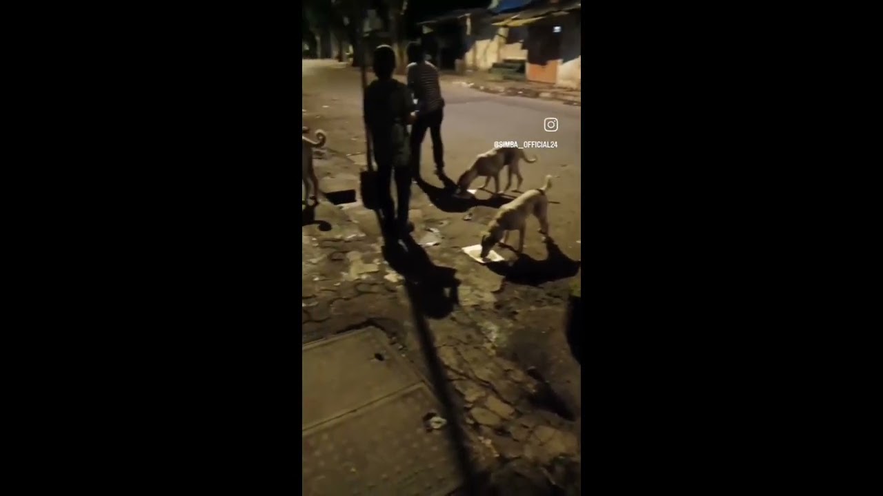 A video filled with happiness 🐾🥹,  your one watch will help uss too feed them moree ❤️