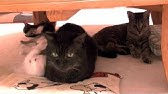 くるねこ くるねこ