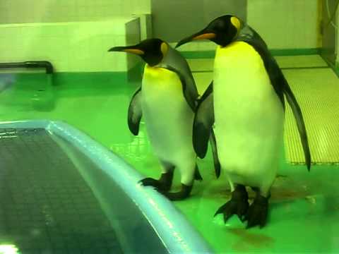 Animal Planet 動物惑星 King Penguin 王様ペンギン Youtube