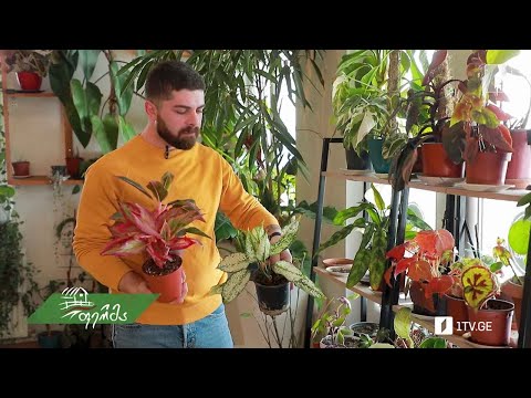 #არტიშოკი ერთი ყვავილის სიყვარულით შექმნილი ეგზოტიკური მცენარეების კოლექცია