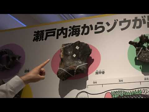 広島大学 キャンパス紹介 総合博物館 Youtube 広島大学 キャンパス紹介 総合博物館 Youtube