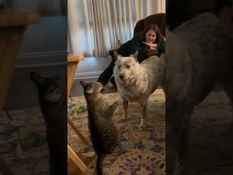 Кошка против собаки. Кто выиграет? #cats #dogs #shorts #video #mood #приколы #россия
