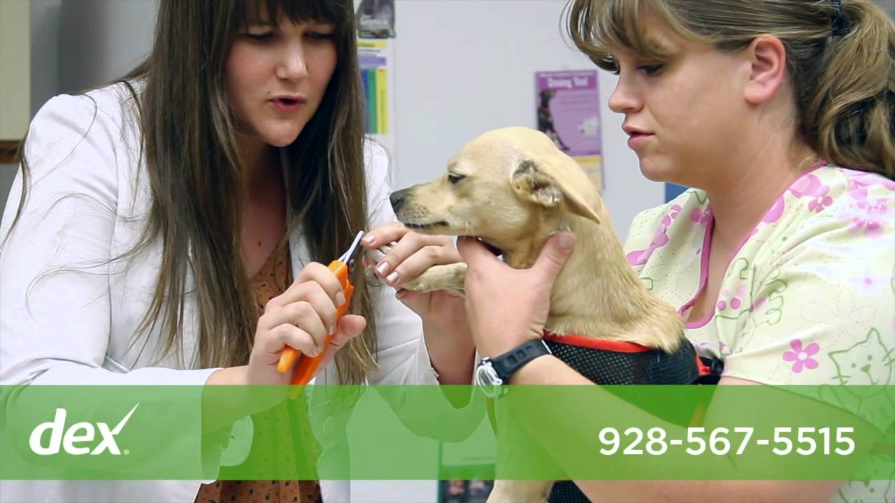 Montezuma Veterinary Services YouTube