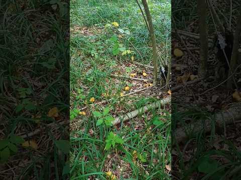 ЛИСИЧКОВЫЙ ЛЕС #грибы #mushroom #ЛИСИЧКА