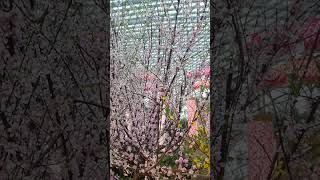 Beautiful Sakura Starting to Bloom