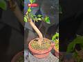 Yamadori English Elm or "Witch elm", Bonsai training update #bonsai #bonsaitree #heronsbonsai