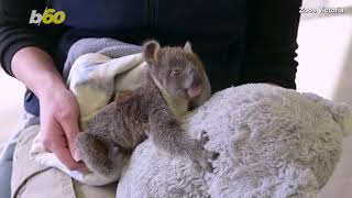 This Baby Koala Was Rescued