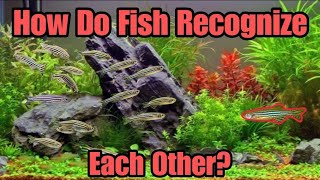 How Fish Use The "Love Drug", Oxytocin to Recognize Members of Their Own Species. Telling Them Apart