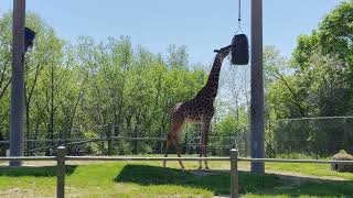 4 mins of giraffes #giraffe #giraffes #animal #animals #toronto #trending #viral #shortsviral #vlog