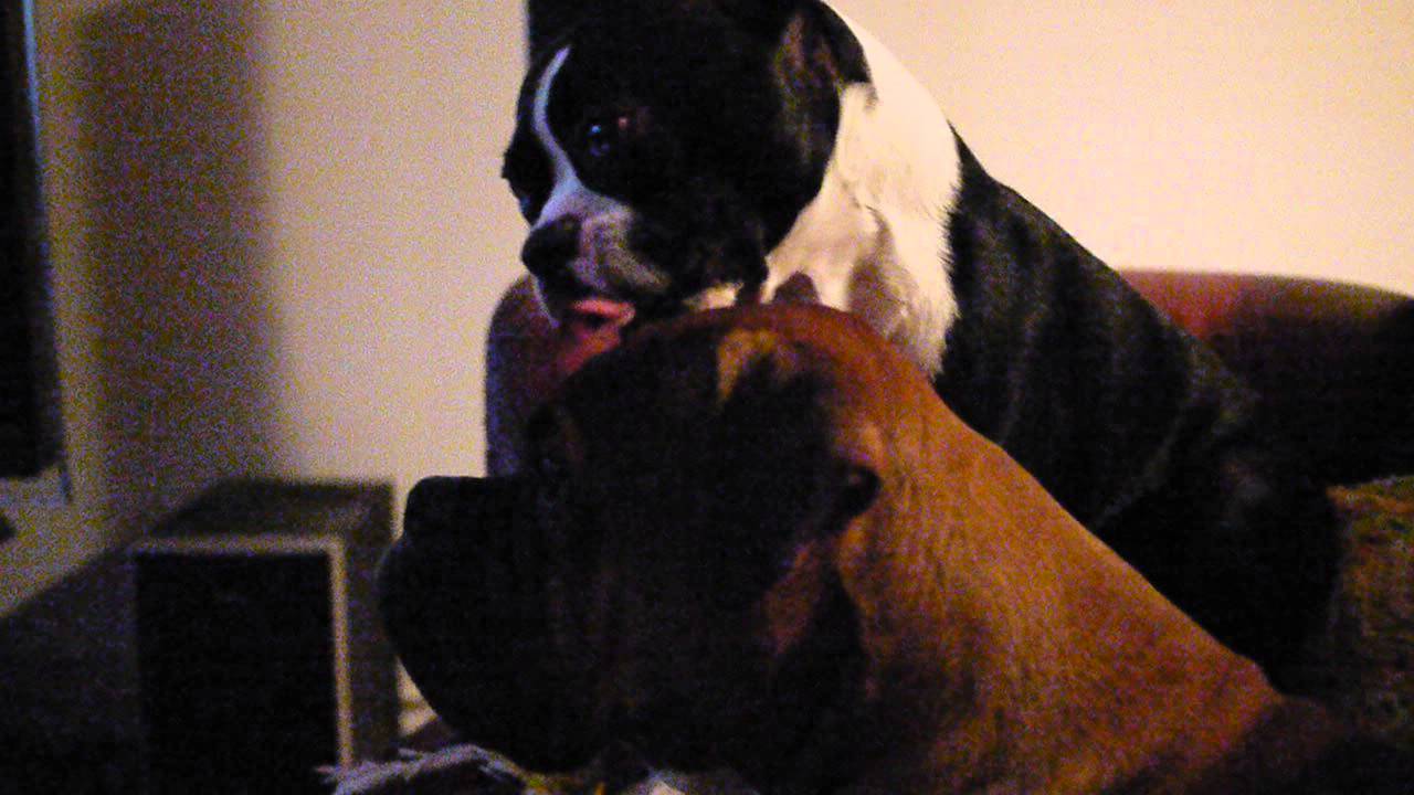 camera iphone 8 plus apk BOXER & BOSTON TERRIER EXPRESSING LOVE