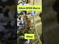 Nikon B700 Macro Wasps