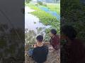 Hook Fishing in Beel Pond #hookfishing #catchfish #fishvideo