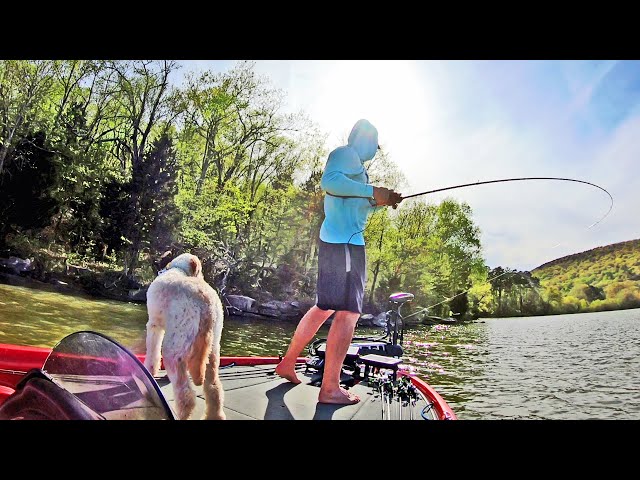 Frog and Chatterbait Fishing for Bass on Lake Guntersville! 