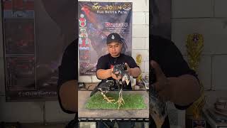 100% manop minat wa 082119376886 #ayampakoy #ayam #ayamberkualitas #pakhoydrumband #ayambangkok