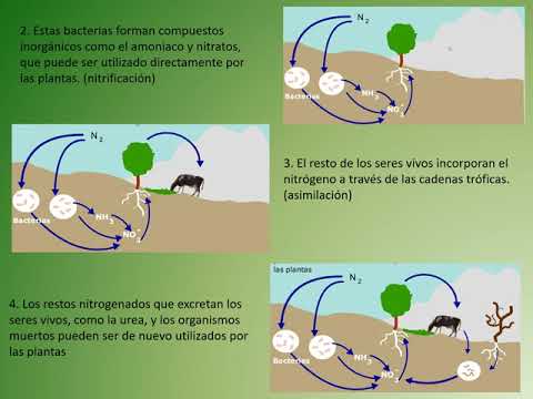 Vídeo: Diferencia Entre El Ciclo Del Carbono Y El Ciclo Del Fósforo