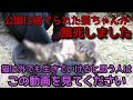 【閲覧注意】飼い猫が公園に捨てられ亡くなりました。これが捨て猫のたどる末路です。不幸な猫ちゃんが無くなることを祈ります。