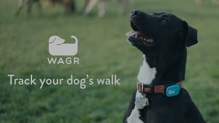 Wagr app walkthrough: How to track your dog's walk screenshot 1