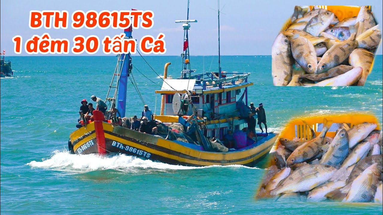 Ngày 28/2/2026 Ghe Lưới Rút BTH 98615 TS Trúng Đậm 30 tấn Cá Lò!!!