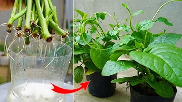 How to grow spinach cuttings for beginners, Gardening at home
