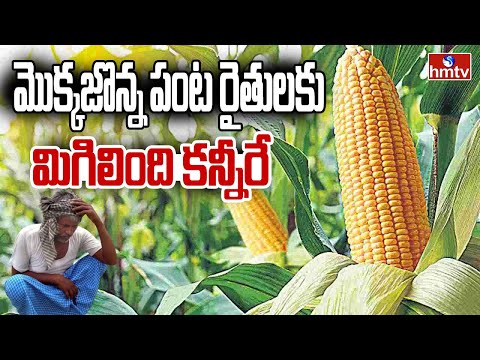 మొక్కజొన్న పంట రైతులకు మిగిలింది కన్నీరే | Nizamabad Corn Crop Farmers Struggles  | hmtv - HMTVNEWS