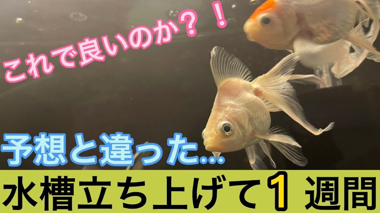 金魚水槽 ついに起きた白濁り 素人に解決できるの Youtube