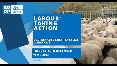 Sustainable Sheep Systems Webinar - Labour: Taking Action