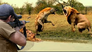 Lion, hyena and hunter face to face 😱👌👍 part 1
