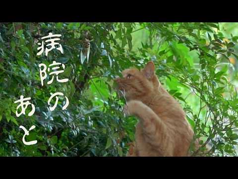 猫用除蚤浸泡剤は危険？安全なノミ駆除方法を解説