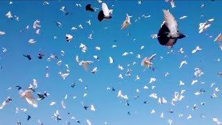 Iranian biggest high flying Pigeons setup