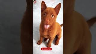 🔥 New Viral Gadgets 2026 | Smart Kitchen Appliances &amp; Tools | Home Cleaning Essentials (Must-Have)
