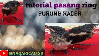 TUTORIAL CARA PASANG RING BURUNG KACER □□□TAMBAH SANGAR BOSSQU DAN KEREN😁😁 #kicaumaniaindonesia