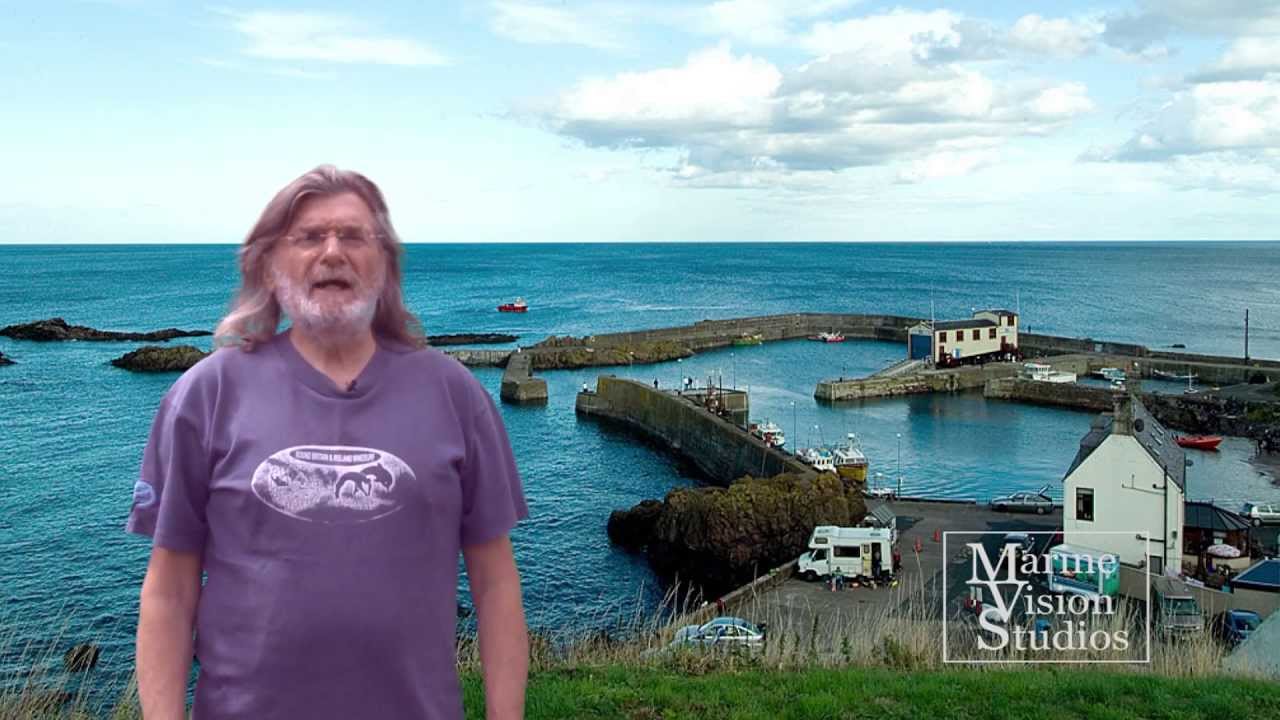 The Guillemots of St Abbs