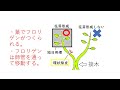 フロリゲン（花成ホルモン）　高校生物