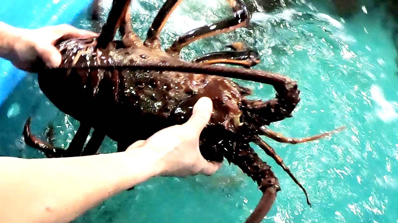 Giant lobsters & crabs put into the indoor finshing pool YouTube