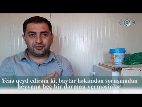 მარნეულელი ვეტერინარი ანარ მამიშოვი/Marneulili baytar Anar Məmişov