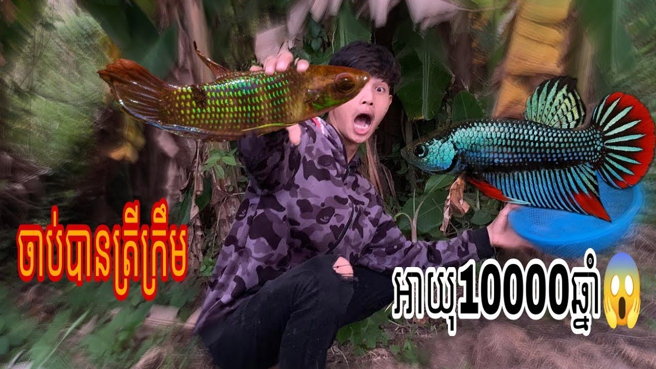 បង្រៀនអំពី របៀបជញ្ជាត់ត្រីក្រឹមព្រៃ