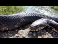 Russian Rat Snake / Амурский полоз (2020)