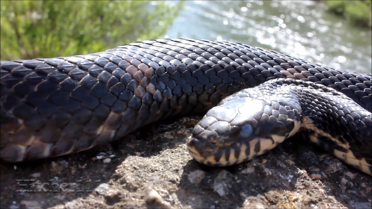 Амурский полоз. Snake Russia. Рата русских