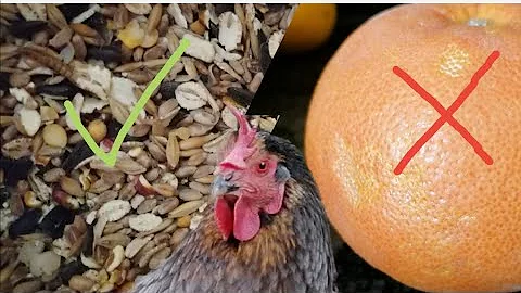 Welches Obst und Gemüse dürfen Hühner nicht fressen?