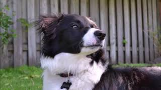 How to train your dog to catch a frisbee