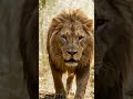Elephant 🐘 Tiger 🐅 Lion 🦁 Leopard 🐆 | AI Animal World
