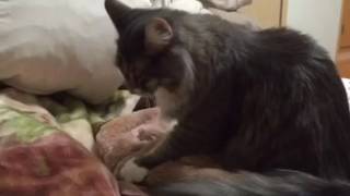 毛布の踏み心地を確かめる猫 ノルウェージャンフォレストキャットCheck the comfort of the blanket.Norwegian Forest Cat.