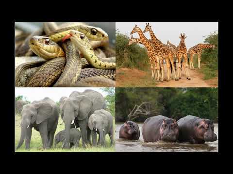 Guess the Animal Game - Animal Riddles Listening - Learn animals