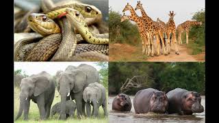 Guess the Animal Game - Animal Riddles Listening - Learn animals screenshot 5