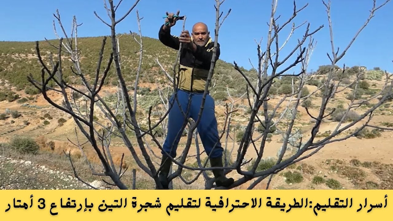 أسرار التقليم:الطريقة الاحترافية لتقليم شجرة التين بإرتفاع 3 أمتار// #قناة_الظهرة_الفلاحية